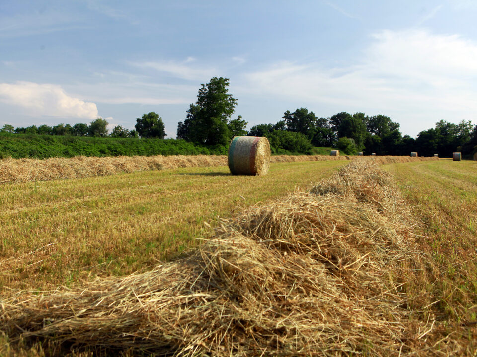 Foto generica campi fieno