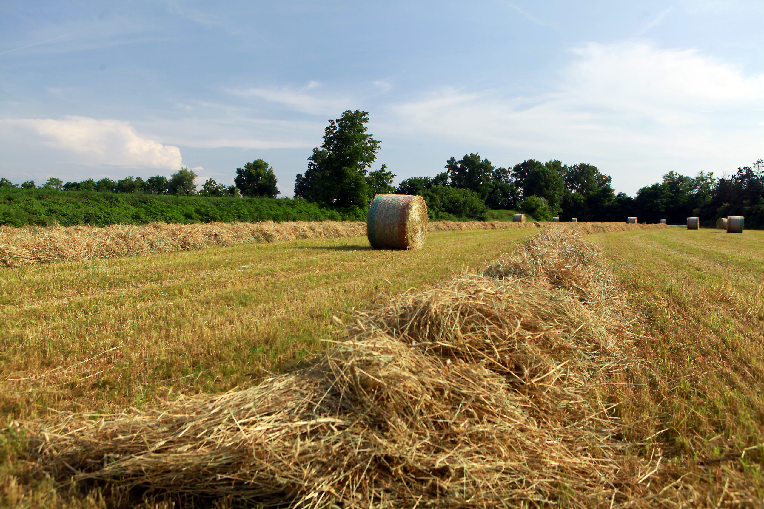 Foto generica campi fieno